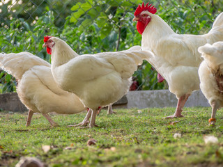 Hahn und Hühner