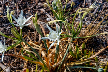 Пробуждение