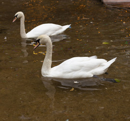 two swans on the pond