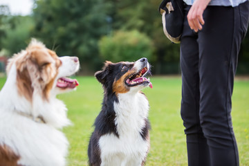 two dogs waiting for a treat