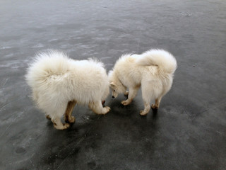 white dogs on frozen lake