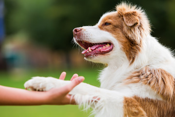 dog gives a girl the paw © Christian Müller