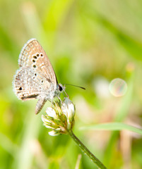 Tiny Reakirt's Blue butterfly, Echinargus isola, on white clover