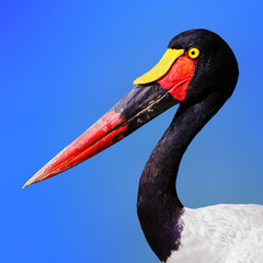 Closeup portrait of a Saddle billed stork. Vibrant colors make this bird spectacular....