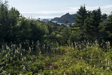 Evergreen forest, Newfoundland, Canada