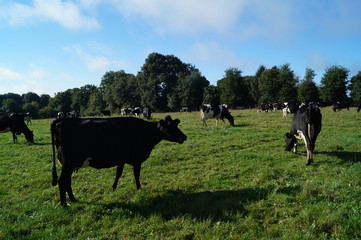 Fototapeta premium agriculture, vache, 
