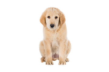 Sad Golden Retriever sitting front view isolated on white