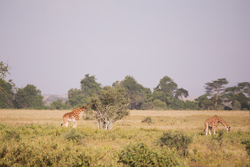 giraffes eating in Lake Nakuru National Park, Kenya, Africa