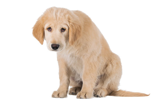 Fototapeta Miserable Golden Retriever puppy sitting front view isolated