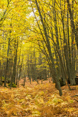 Chestnut forest with all the spectrum of autumn colors (El Tiemblo, Spain)