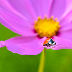 Fototapeta premium Ladybug