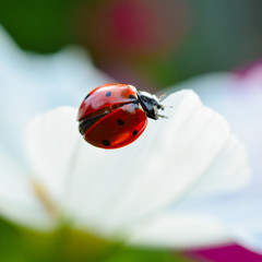 Ladybug