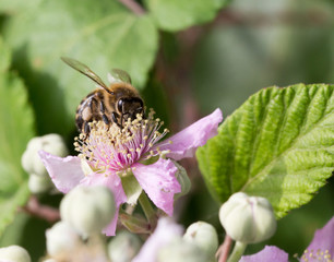Macrophotographie d'insecte: Abeille européenne (Apis mellifera) 