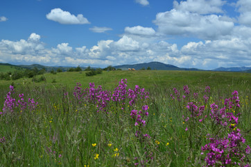 Obraz premium Springtime landscape of Zlatibor Mountain in Serbia, with wildflower meadow and hills in background