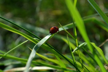 божья коровка