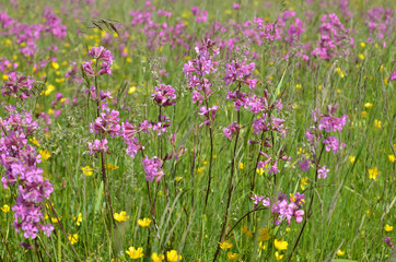 Pink and yellow flowers on a meadow in springtime