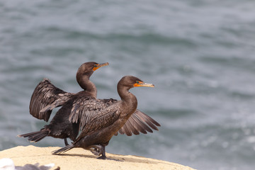 Double-crested Cormorant