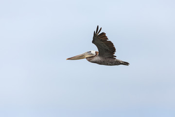 Brown pelican