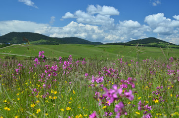 Fototapeta premium Springtime landscape of Zlatibor Mountain in Serbia, with pink and yellow wildflowers in a meadow and hills in background