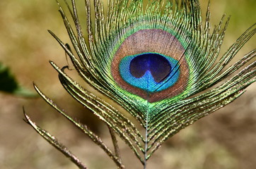 Obraz premium Piuma di pavone