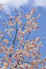 Pink and white cherry blossoms against a blue sky Washington DC