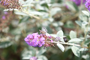 Silvery Blue Butterfly