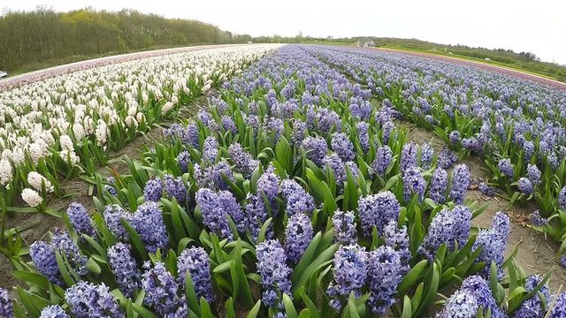 Beautiful Dutch Hyacinth Field