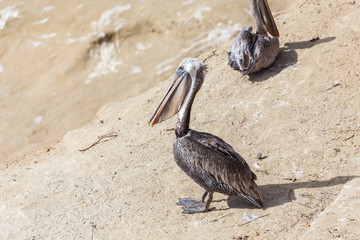 Brown pelican