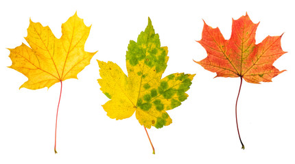 Autumn red green yellow maple leaves white background