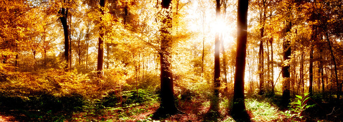 Fototapeta na wymiar Herbst im Wald bei Sonnenuntergang