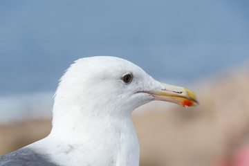 Western Gull