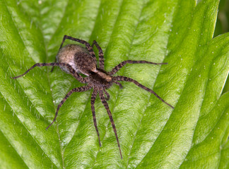 Macrophotographie d'une araignée: Araignée loup (Pardosa amantata)