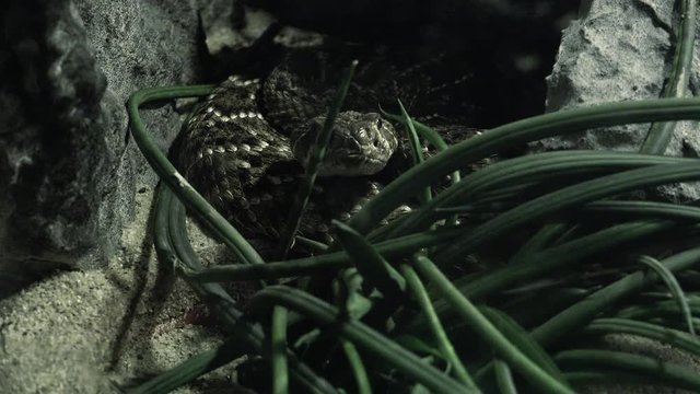 close up of an a snake with its head, Ultra hd 4k, real time
