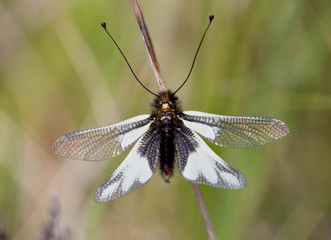 Macrophotographie d'insecte:  Ascalaphe soufré mâle (Libelloides coccajus)