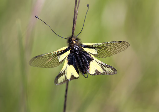 Macrophotographie d'insecte:  Ascalaphe soufr&eacute; m&acirc;le (Libelloides coccajus)