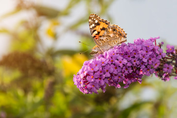 Painted Lady Butterfly