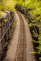 Obraz premium Railroad in the forest