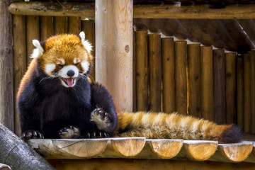 Smiling panda