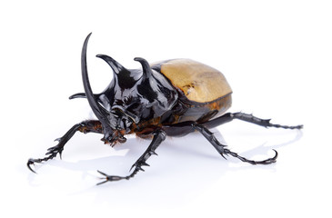Big horned beetle on white background