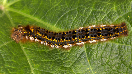 Macrophotographie d'insecte: Buveuse (Euthrix potatoria)