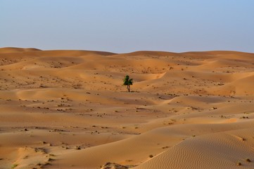 Fototapeta na wymiar Única arvore no deserto de Dubai 