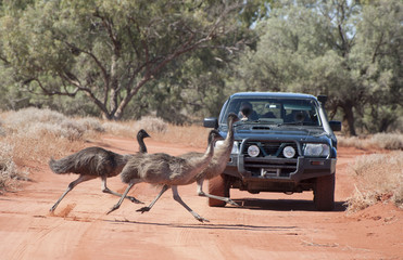 Emus crossing road.