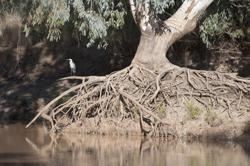 Bulloo river at Thargomindah, Queensland, Australia.