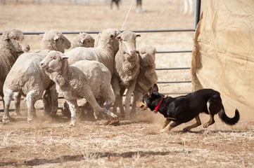 Photo sur Plexiglas Moutons sheep dog working sheep.