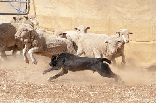 Fototapeta sheep dog working sheep.