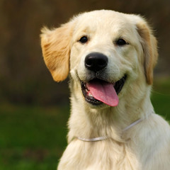 Happy puppy Golden Retriever walks in the summer on the nature,