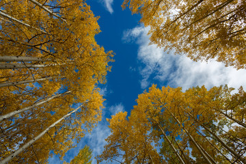 The Inner Basin Trail in Flagstaff Arizona.