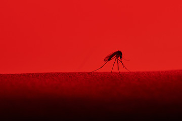one mosquito sit on skin - obrazy, fototapety, plakaty