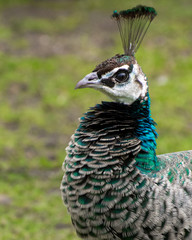 Peafowl