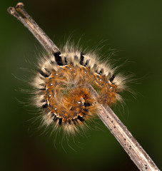 Macrophotographie d'un insecte: Chenille de Bombyx du chêne (Lasiocampa quercus)